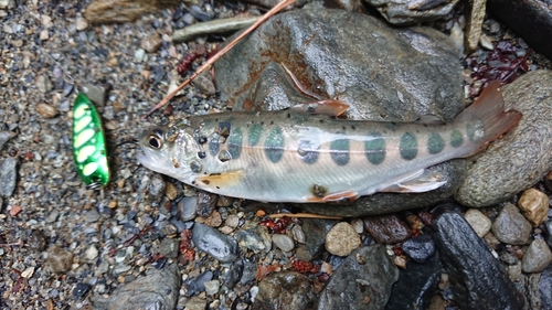 ヤマメの釣果