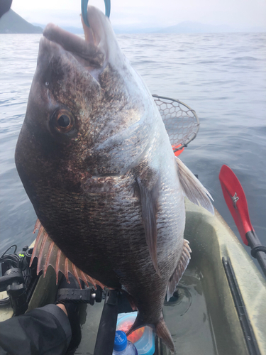 チャリコの釣果