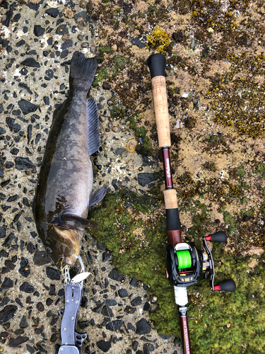 アイナメの釣果