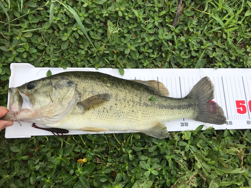 ブラックバスの釣果