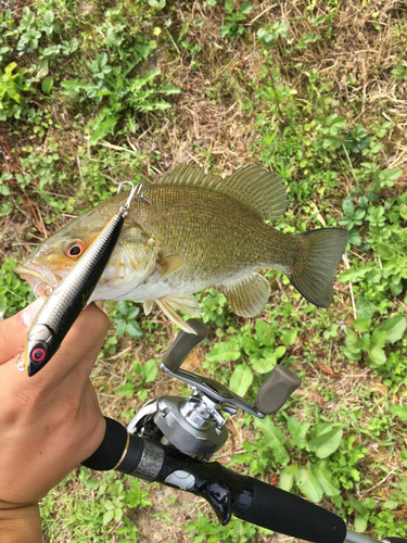 スモールマウスバスの釣果