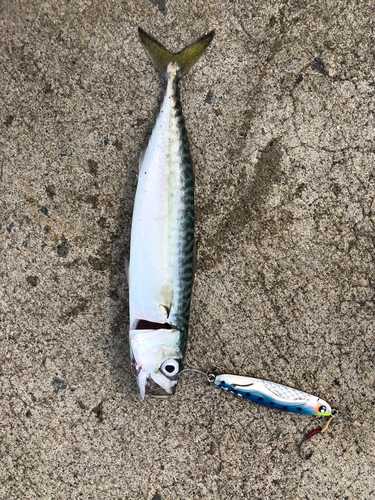 サバの釣果