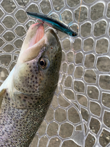 イトウの釣果