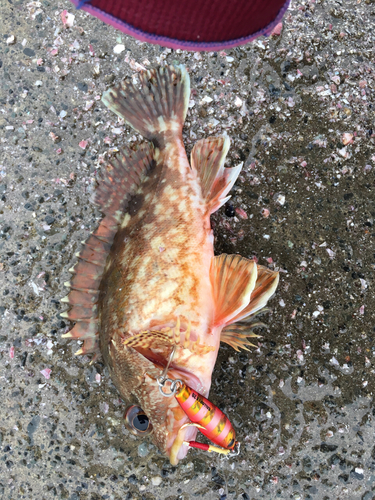 カサゴの釣果