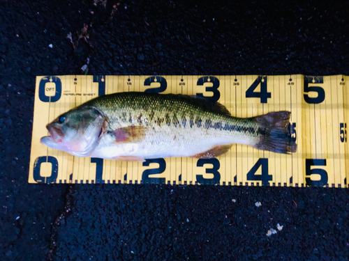 ブラックバスの釣果