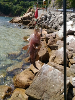 ムラソイの釣果