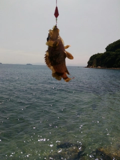 ムラソイの釣果