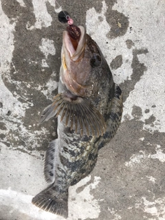 アブラコの釣果