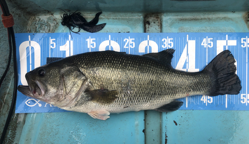 ブラックバスの釣果