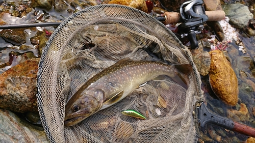 イワナの釣果