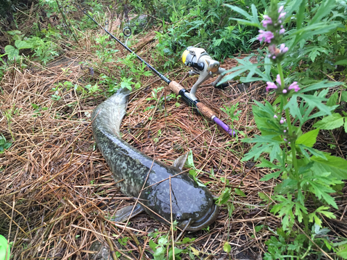 ナマズの釣果