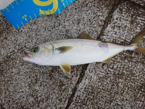 ツバスの釣果