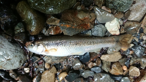 アブラハヤの釣果