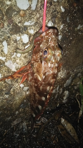 カサゴの釣果