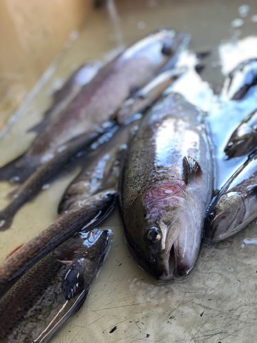 ニジマスの釣果