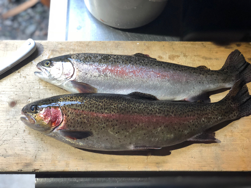 ニジマスの釣果