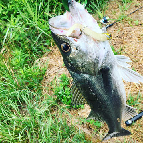 スズキの釣果