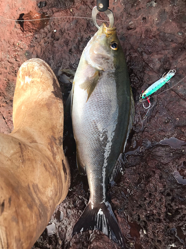 イサキの釣果