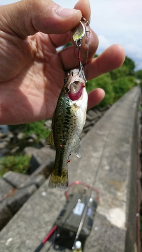 ブラックバスの釣果