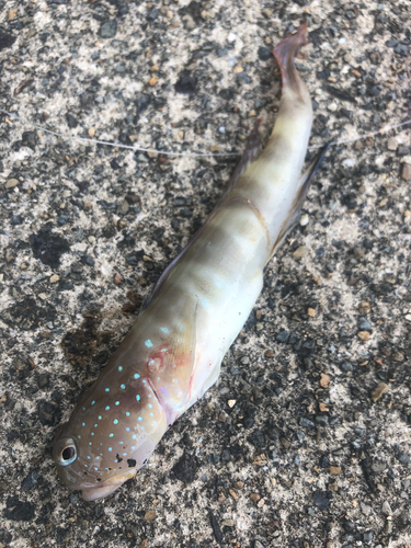 イトヒキハゼの釣果