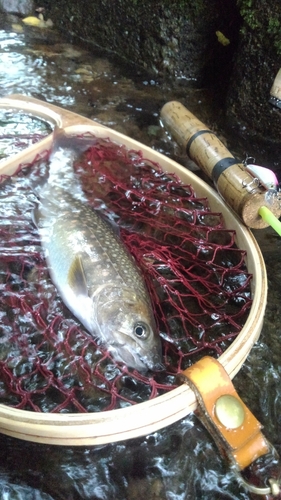 イワナの釣果