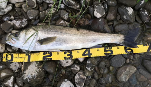 シーバスの釣果