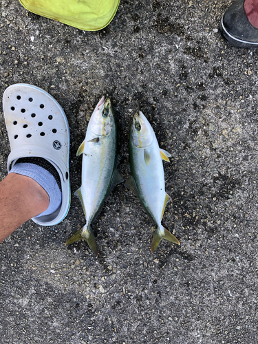 ツバスの釣果