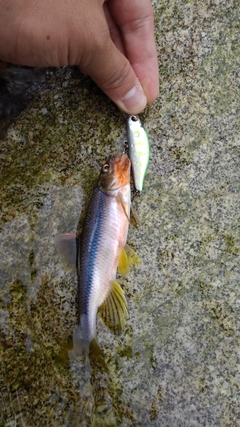 カワムツの釣果