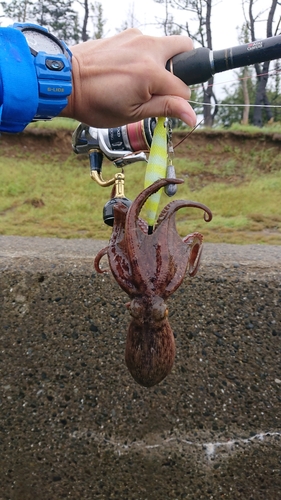 タコの釣果