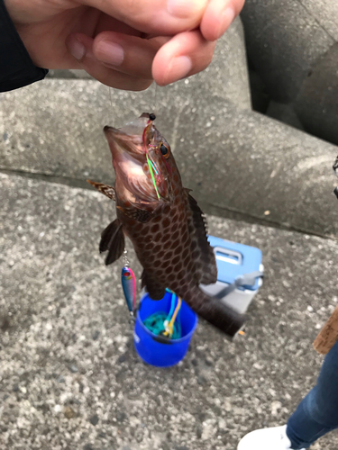 オオモンハタの釣果