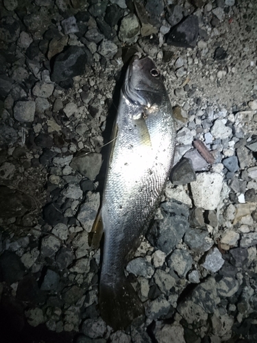 ニベの釣果