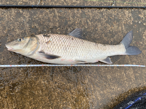 ニゴイの釣果