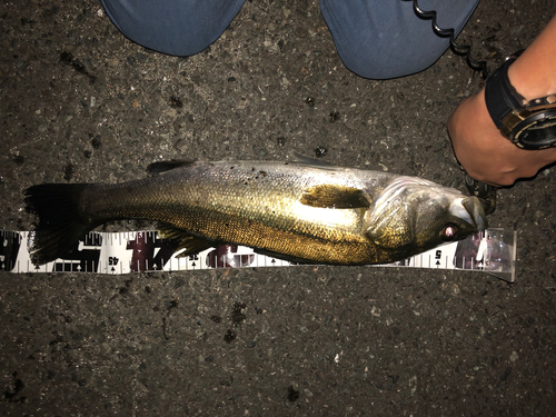 シーバスの釣果