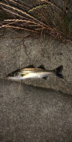 釣果