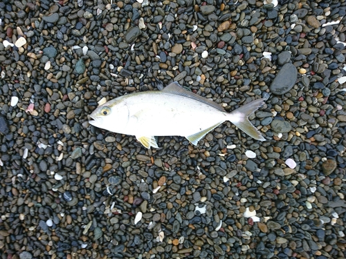 ショゴの釣果