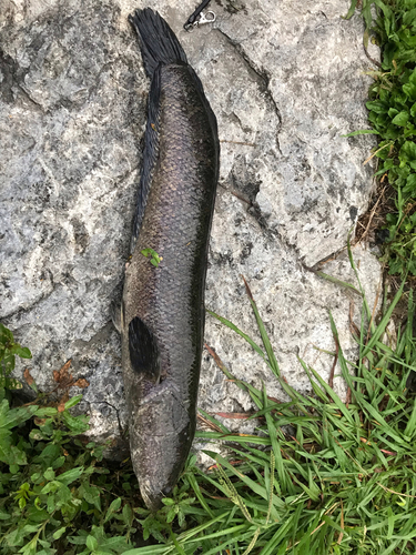 ライギョの釣果