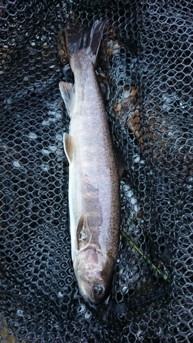 ヤマトイワナの釣果