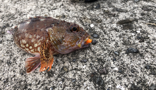 ガシラの釣果