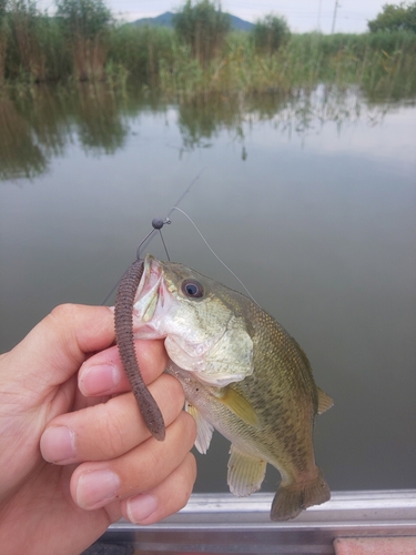 ラージマウスバスの釣果