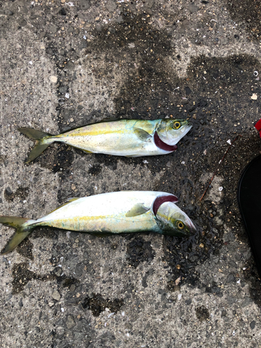 ツバスの釣果