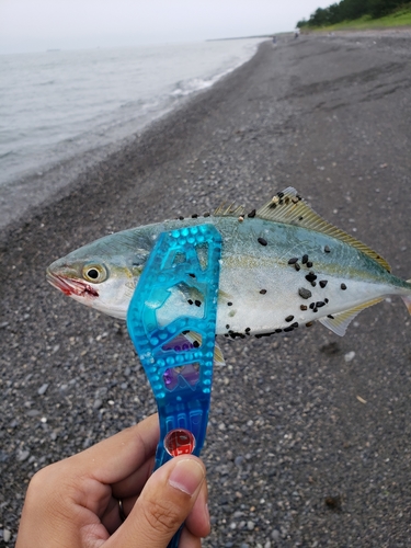 ワカナゴの釣果