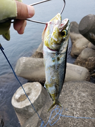 シイラの釣果