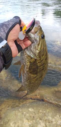 スモールマウスバスの釣果