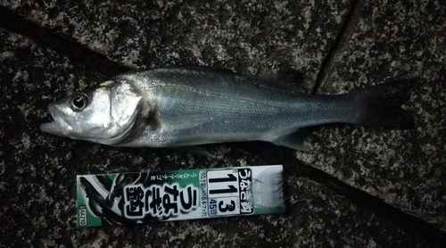 セイゴ（マルスズキ）の釣果