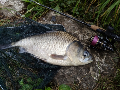 ヘラブナの釣果