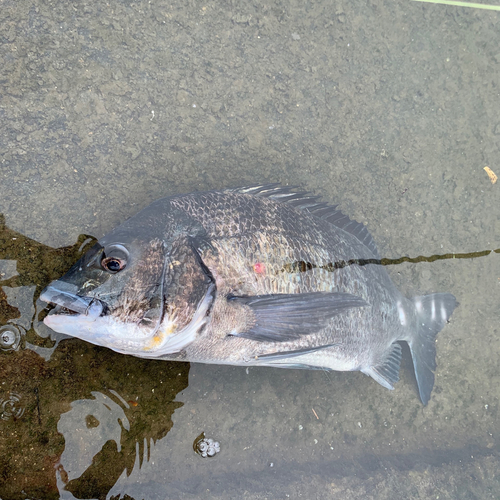 チヌの釣果