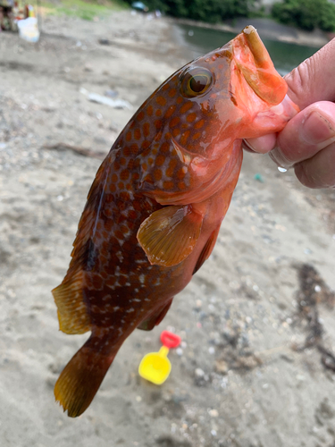 アコウの釣果