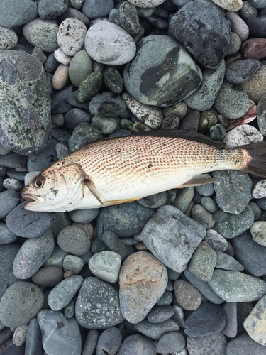 イシモチの釣果