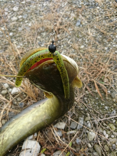 ナマズの釣果