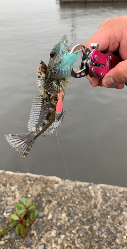 アナハゼの釣果